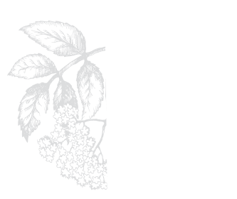 Elder Berry Harvesting Tip