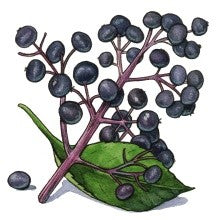 The Ancient Medicine Chest - A look into Elderberry