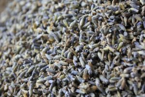 Lavender - Up Close and Personal